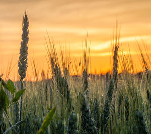 Plants growing on field against dramatic sky during sunset