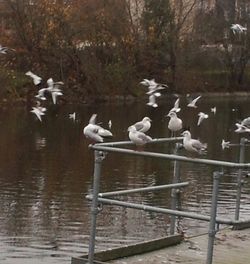 Bird flying over calm lake