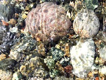 Full frame shot of seashells on rock