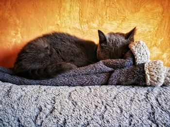 Close-up of cat sleeping