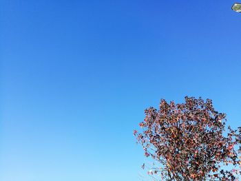 Low angle view of tree against clear blue sky