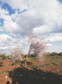 Plants on field against sky