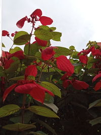 Close-up of red flowering plant against sky