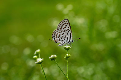 Close-up of butterfly pollinating on flower