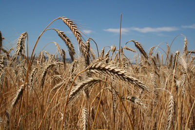 Close-up of wheat growing on field against sky