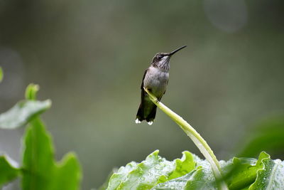 Close-up of bird perching on a plant