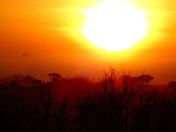 Silhouette trees against orange sky