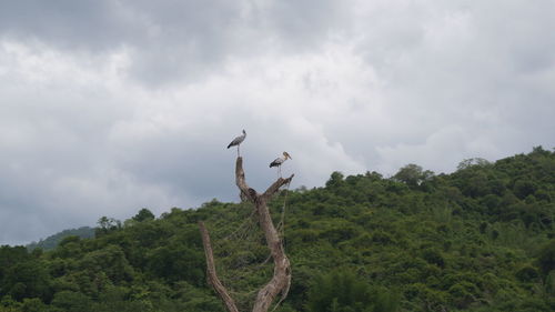 Low angle view of trees against sky