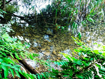 Low angle view of lush foliage