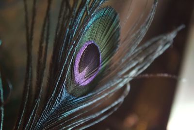 Close-up of peacock