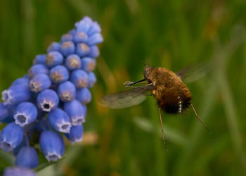 Close-up of insect on purple flower