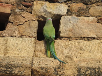 Close-up of bird perching on rock