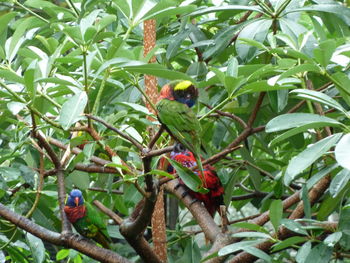 View of parrot perching on tree