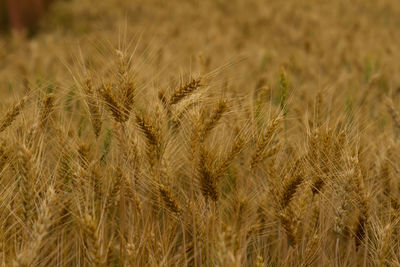 Close-up of stalks in field