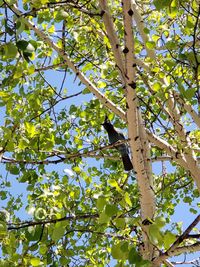 Low angle view of bird perching on tree