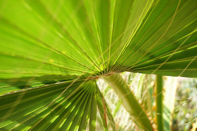 Full frame shot of palm tree