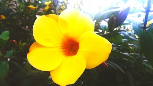 Close-up of yellow day lily blooming outdoors