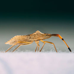 Close-up of insect over white background