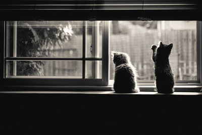 Cats sitting on window sill