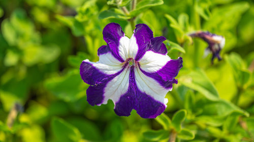 Close-up of purple flowering plant