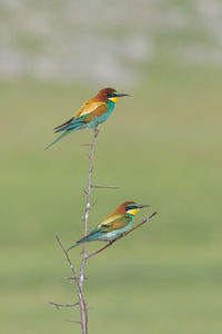 Bird perching on twig