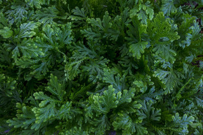 Full frame shot of fresh green plants