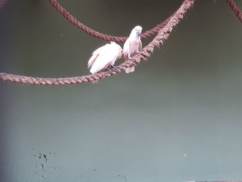 Close-up of bird perching on spider web