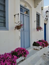 Flower blue door 