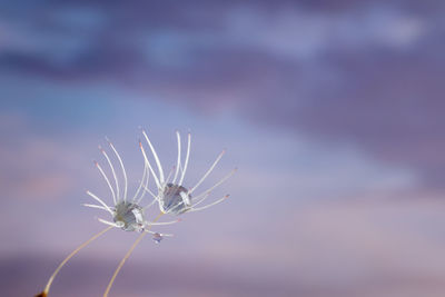Close-up of white flowering plant against sky