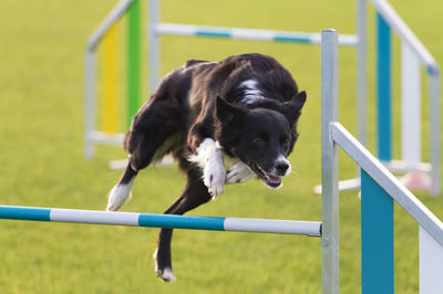 Dog running on railing