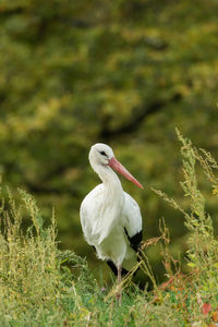 Close-up of white stork