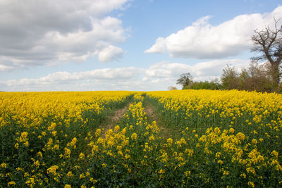 Scenic view of oilseed rape field against sky