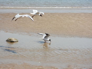 Seagulls on beach