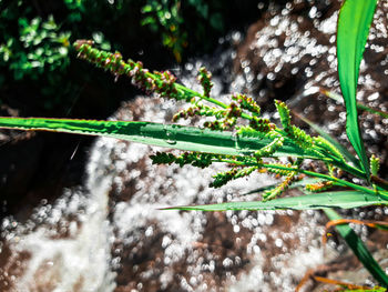 Close-up of wet plants against trees