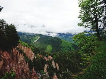 Scenic view of forest against sky