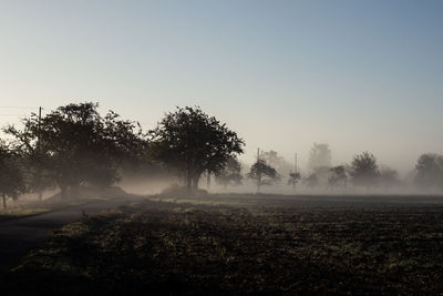 Trees on field against sky