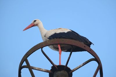 Low angle view of bird perching on metal against sky