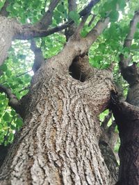 Low angle view of tree