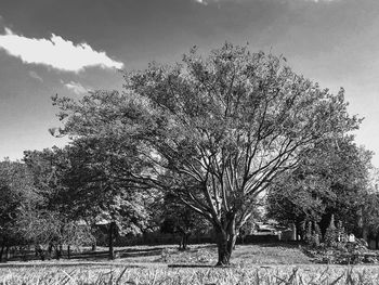 Trees on field against sky