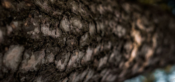 Close-up of lichen on tree trunk