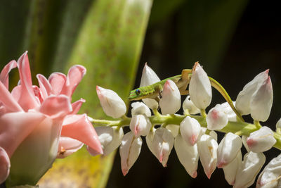 Close-up of pink flowers blooming outdoors