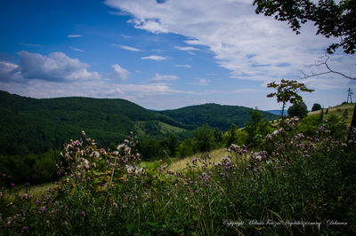Scenic view of grassy landscape against sky