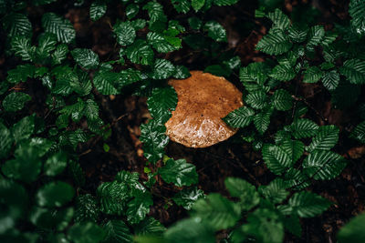Close-up of mushroom growing on plant