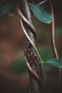 Close-up of lizard on leaves