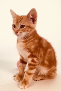 Ginger tabby cat kitten