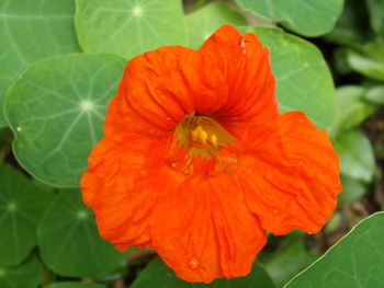 Close-up of red hibiscus blooming outdoors