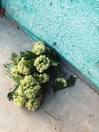 High angle view of plant growing on wall