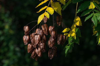 Close-up of fresh leaves on plant