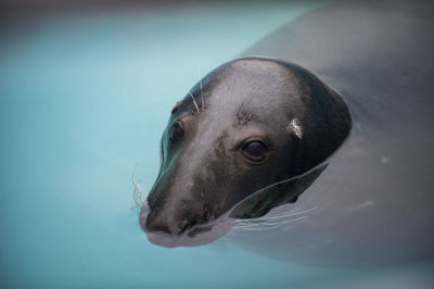 Close-up of seal in swimming pool