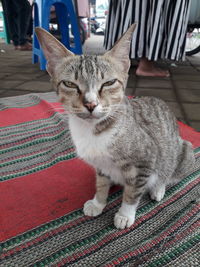Close-up portrait of cat sitting at home